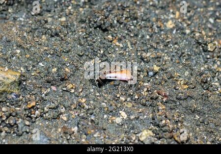 Krabben am Strand machen ihre Häuser. Meereskrabben machen das Haus am Meer, weil der Schutz des Meeres aufkommt. Stockfoto