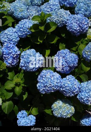 Blühender blauer Hortensia- oder Hortensia-Busch (Hydrangea macrophylla), Sintra, Lissabon, Portugal. Stockfoto