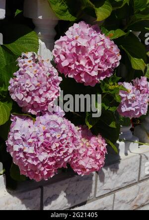 Blühender rosa Hortensia- oder Hortensia-Busch (Hortensia macrophylla), Sintra, Lissabon, Portugal. Stockfoto