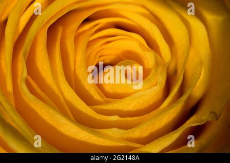 Nahaufnahme einer gelben Rose mit Fokus-Stapeltechnik. Stockfoto
