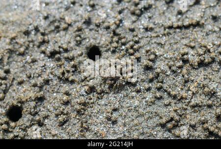 Krabben am Strand machen ihre Häuser. Meereskrabben machen das Haus am Meer, weil der Schutz des Meeres aufkommt. Stockfoto