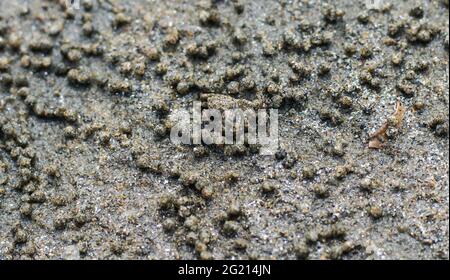 Krabben am Strand machen ihre Häuser. Meereskrabben machen das Haus am Meer, weil der Schutz des Meeres aufkommt. Stockfoto