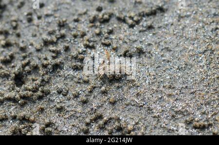 Krabben am Strand machen ihre Häuser. Meereskrabben machen das Haus am Meer, weil der Schutz des Meeres aufkommt. Stockfoto