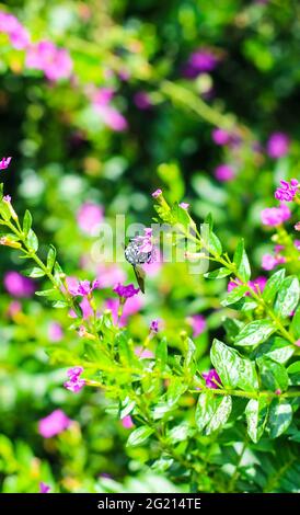 Hummel sammelt Pollen an der Blüte. Hummel fliegt über die Blume im grünen und floralen Hintergrund. Stockfoto