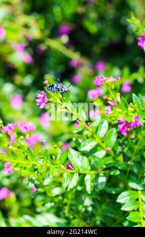 Hummel sammelt Pollen an der Blüte. Hummel fliegt über die Blume im grünen und floralen Hintergrund. Stockfoto