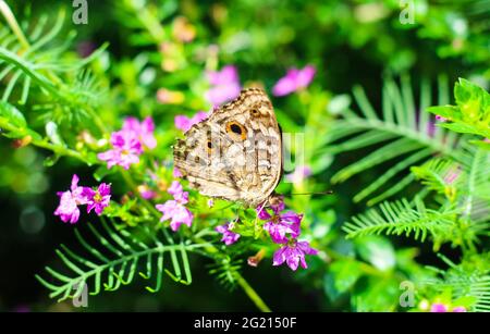 Schöne Stiefmütterchen Schmetterling mit grünen und floralen Hintergrund. Stockfoto