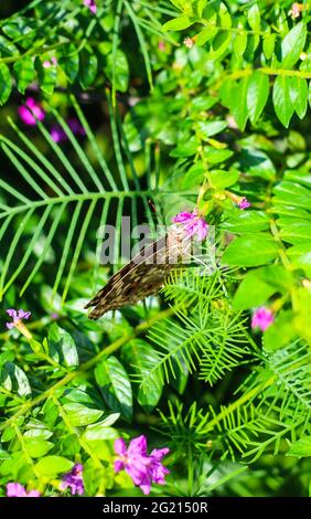Schöne Stiefmütterchen Schmetterling mit grünen und floralen Hintergrund. Stockfoto
