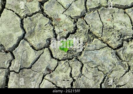 Ein Baum, der auf dem zerrissenen Boden wächst. Knackig getrockneter Boden in Dürre, durch die globale Erwärmung beeinflusst, hat den Klimawandel verursacht. Konzept für Wasserknappheit und Trockenheit. Stockfoto