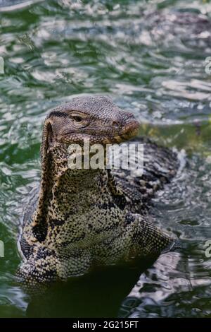 Wasser Monitor im Lumpini Park, Bangkok, Thailand Portrait Nahaufnahme Stockfoto