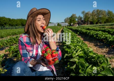 Junger Bauer hockend im Erdbeerfeld beißend auf Früchten. Frau, die reife Früchte im Freien isst. Stockfoto