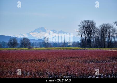 Winter in Pitt Meadows: Reichlich Schnee auf dem herrlichen Mount Baker, während Heidelbeerfelder im Sonnenschein rot leuchten Stockfoto