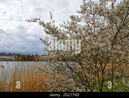 Blühende Felsenbirne am See Stockfoto