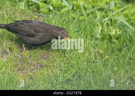 Eine junge Amsel UK (Turdus merula) auf einem Rasen, die darauf wartet, dass ein Elternteil mit Nahrung ankommt. Stockfoto