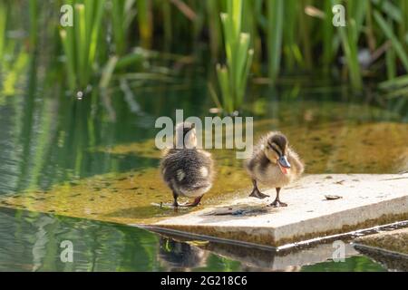 Zwei Stockenten (Anas platyrhynchos) auf einer Betonplattform neben einem See. Stockfoto