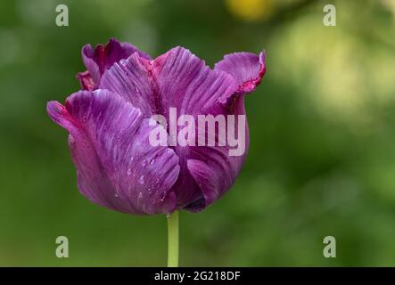 Eine lila Doppeltulpe nach Regen. Stockfoto