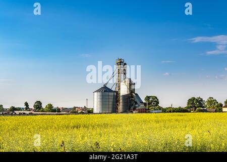 Moderner Getreideaufzug in der Nähe des Rapsfeldes. Silbersilos in der Agro-Verarbeitungs- und Fertigungsanlage zur Verarbeitung der Trocknung Reinigung und Lagerung von Agr Stockfoto