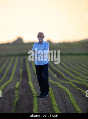 Älterer Mann, der in gekreuzten Armen im Sojafeld steht. Landwirt Agronom Vermessung Land zufrieden stolz glücklich. Stockfoto