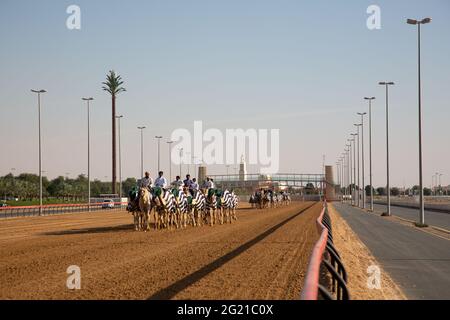 Junge Kamelausbildung auf der Dubai Camel Race Track, Dubai, VAE Stockfoto