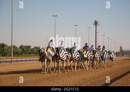 Junge Kamelausbildung auf der Dubai Camel Race Track, Dubai, VAE Stockfoto