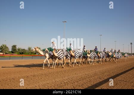 Junge Kamelausbildung auf der Dubai Camel Race Track, Dubai, VAE Stockfoto