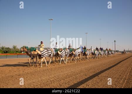 Junge Kamelausbildung auf der Dubai Camel Race Track, Dubai, VAE Stockfoto