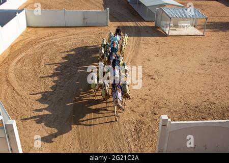 Junge Kamelausbildung auf der Dubai Camel Race Track, Dubai, VAE Stockfoto