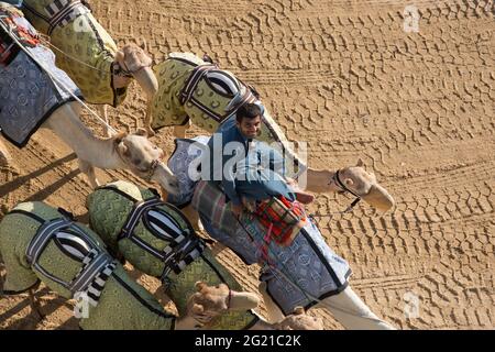 Ein junger pakistanischer Jockey trainiert junge Kamele auf der Dubai Camel Race Track in Dubai, VAE Stockfoto