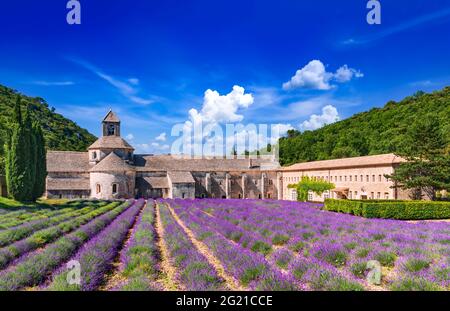 Abbaye De Senanque, Provence. Lavendelfeld mit Kloster Notre-Dame, Vaucluse Region in Frankreich Stockfoto