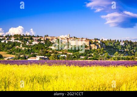 Sault, Frankreich - landschaftlich reizvoller Ort auf einem Hügel mit Lavendel- und Getreidefeldern in der Provence. Stockfoto