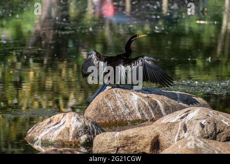 Australasian Darter (Anhinga novaehollandiae) trocknet seine Flügel neben einem See in Queensland, Australien Stockfoto