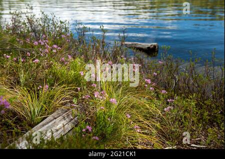 Alpine Laurel (Kalmia microphylla), an einem Seeufer auf dem Gipfel der Oregon Cascades. Stockfoto