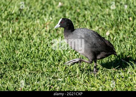 Eurasian Coot (Fulica atra) auf dem Rasen in einem Park in Queensland, Australien Stockfoto