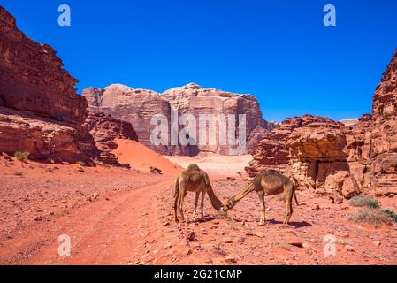 Wadi Rum, Jordanien. Berühmte rote Sanddünen in der Arabia-Wüste, Reise Hintergrund Asien. Stockfoto