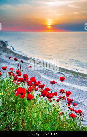 Vama Veche, Schwarzes Meer - Rumänien. Schönes Feld von roten Mohnblumen bei Sonnenaufgang. Stockfoto