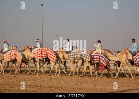 Pakistanische Jockeys trainieren junge Kamele auf der Al Marmoom Camel Race Track, Dubai, VAE Stockfoto