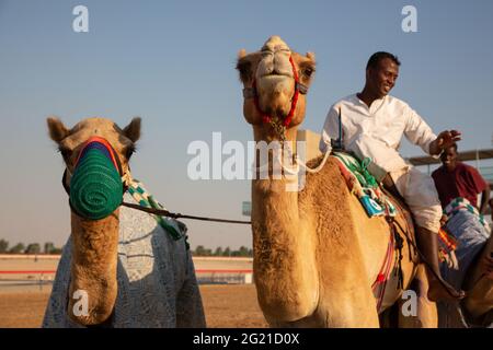 Kameltraining auf der AL Marmoom Camel Race Track, Dubai, VAE Stockfoto