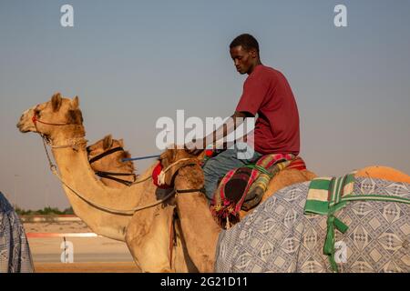 Ein junger Mann trainiert Kamele auf DER AL Marmoom Camel Race Track, Dubai, VAE Stockfoto