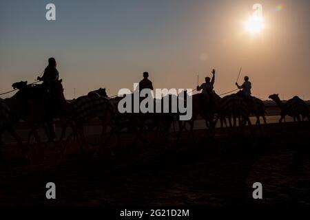 Silhouette von Jockeys, die junge Kamele auf der AL Marmoom Camel Race Track in Dubai, VAE trainieren Stockfoto