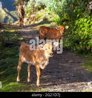 Kleine Kälber auf der Strecke. Braun gefärbt, Säugetiere, Tiere, Kuh in lateinisch bos primigenius stier Stockfoto