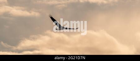 Der amerikanische Weißkopfseeadler (Haliaeetus leucocephalus) fliegt durch den Himmel über dem Fluss rarington in New Jersey. Stockfoto