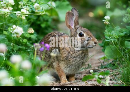 Östlicher Cottontail-Hase, (Sylvilagus floridanus)-Hase Stockfoto