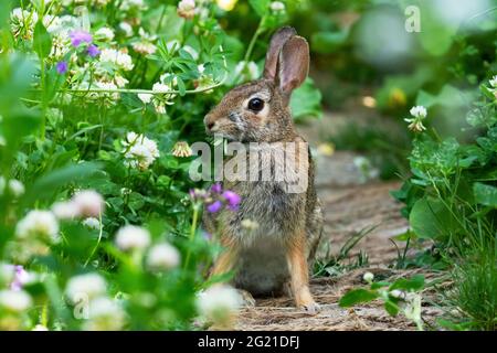 Östlicher Cottontail-Hase, (Sylvilagus floridanus)-Hase Stockfoto