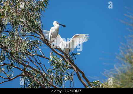 Zwei Royal Spoonbills (Platalea regia), die hoch auf einem Baum in Brisbane, Queensland, Australien, thront Stockfoto