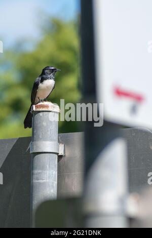 Eine willie-Bachstelze (Rhipidura leucophrys) steht auf einem Straßenschild in Brisbane, Queensland, Australien Stockfoto