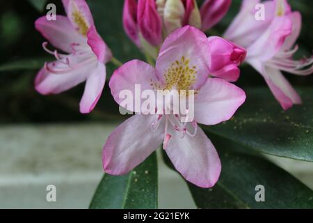 Eine Nahaufnahme eines rosa Rhododendron Floret Stockfoto