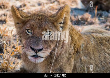 Löwe (Panthera leo) Junge ruht nach der Fütterung auf einem Büffel, der von seinem Stolz gejagt wurde - Manyeleti Game Reserve, Greater Kruger, Südafrika Stockfoto