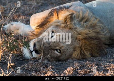 Männlicher Löwe (Panthera leo), der sich im späten Nachmittagssonne auf dem Manyeleti Game Reserve, Greater Kruger, Südafrika, sonnt Stockfoto