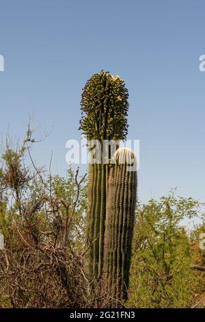 Insekten strömen im Mai zu einer beispiellosen Anzahl von „nebenblüten“ auf dem saguaro-Kaktus, ihrer typischen Frühjahrsblühsaison, Sonoran Desert, Tucson, Stockfoto