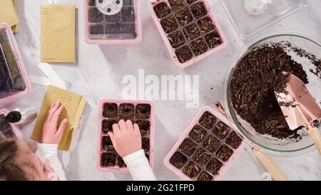 Flach liegend. Kleines Mädchen hilft Pflanzen Samen in Saatgutvermehrer mit Boden. Stockfoto