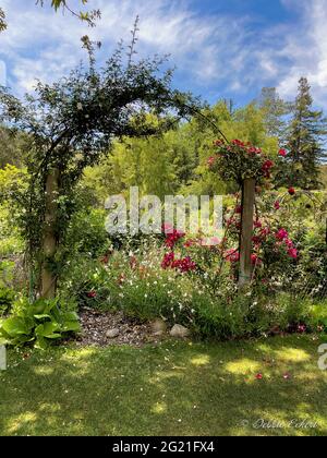 Schöne Laube mit Kletterrosen in einem botanischen Garten an einem sonnigen Tag und blauen Himmel bedeckt. Stockfoto